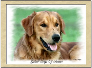 golden_retriever_5[1].jpg